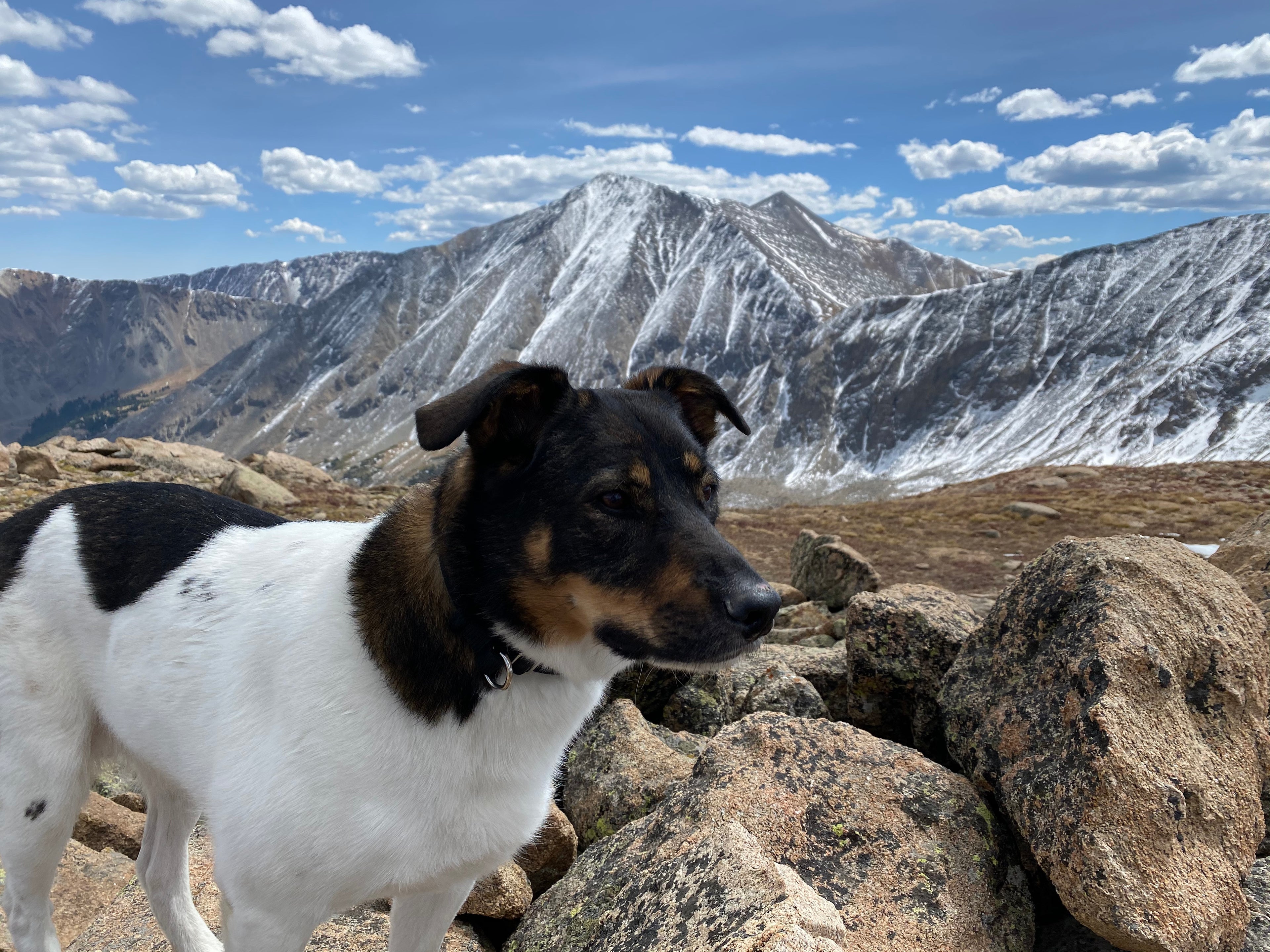 Coloardo Dog Treat Club